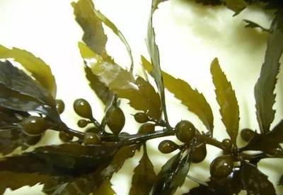 海藻提取物活性成分大揭底 純化技術(shù)與應用前景