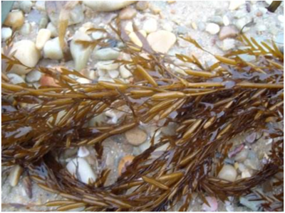 探索海洋寶藏 海洋生物活性物質(zhì)提取及其在腐植酸領域的協(xié)同應用前景